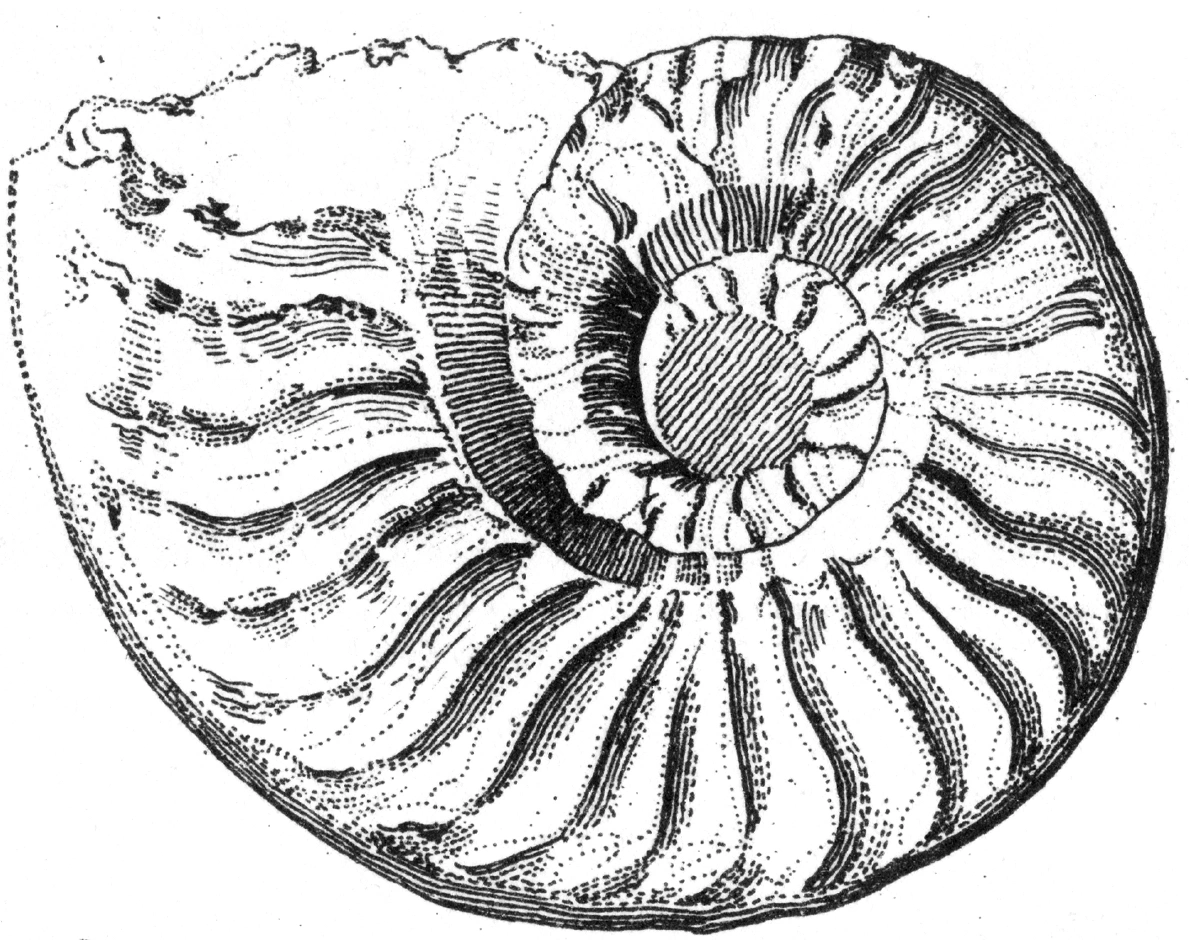 Nautilus