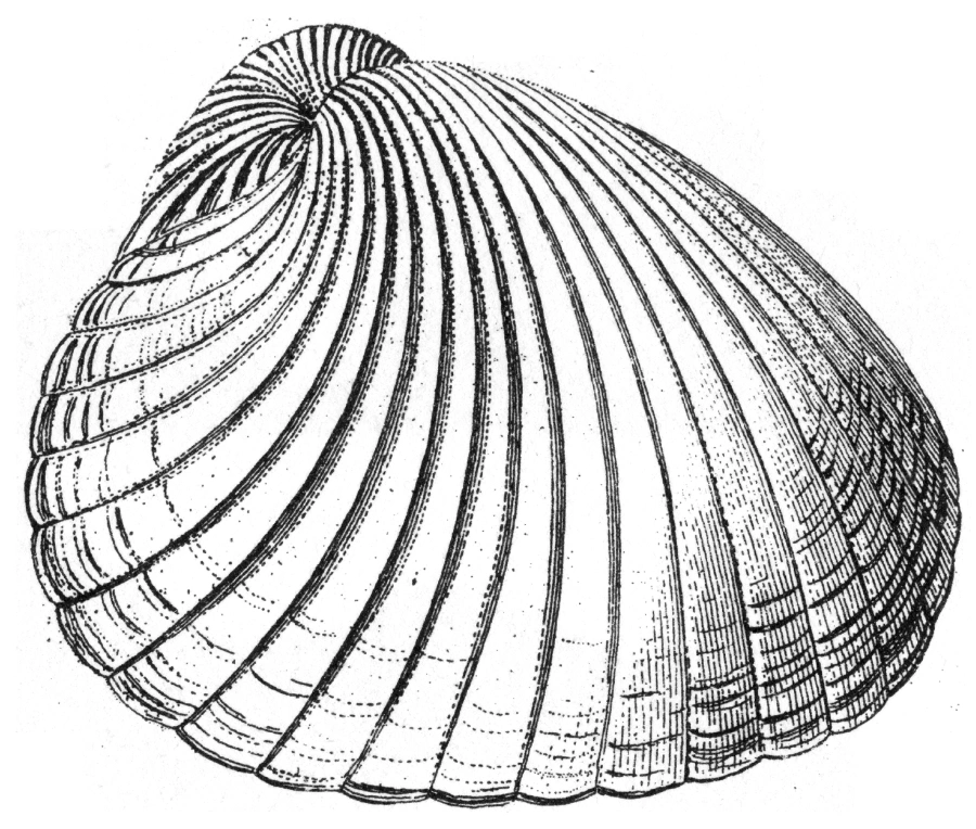 Shell